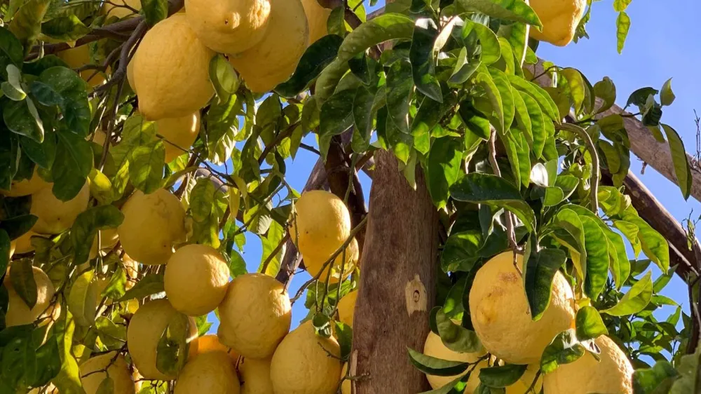 Limon dalında 2 TL, markette 100 TL!