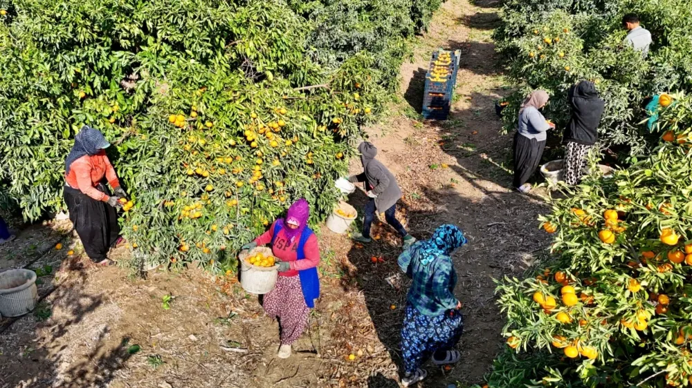 Mandalina dalında kaldı, fiyatlar dibe çöktü