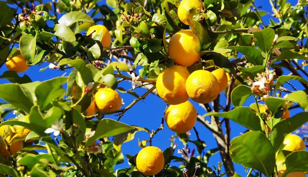 Limon ihracatı durduruldu