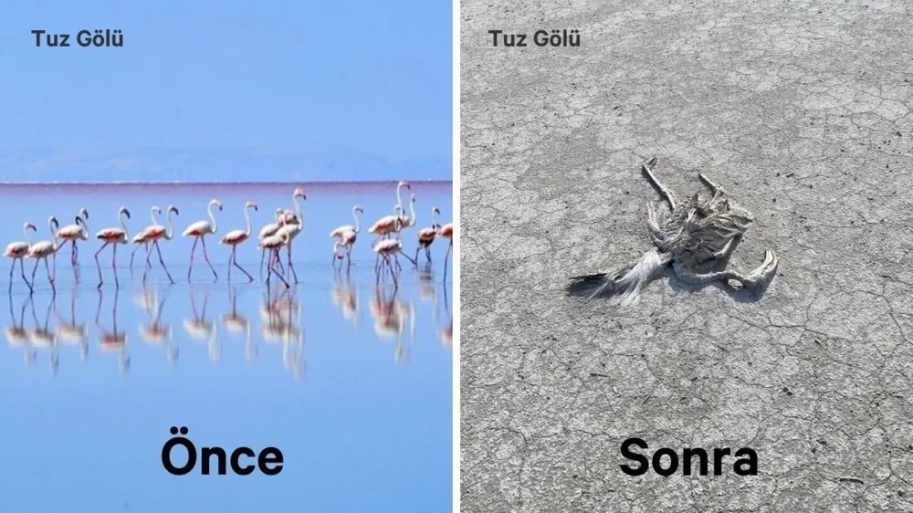 Van Gölü