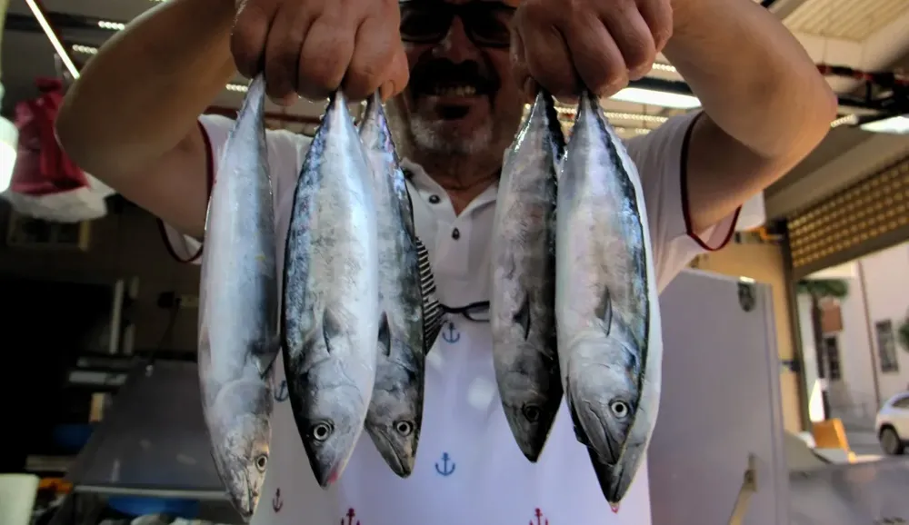 Sinop’ta palamutun tane fiyatı 350 lira!