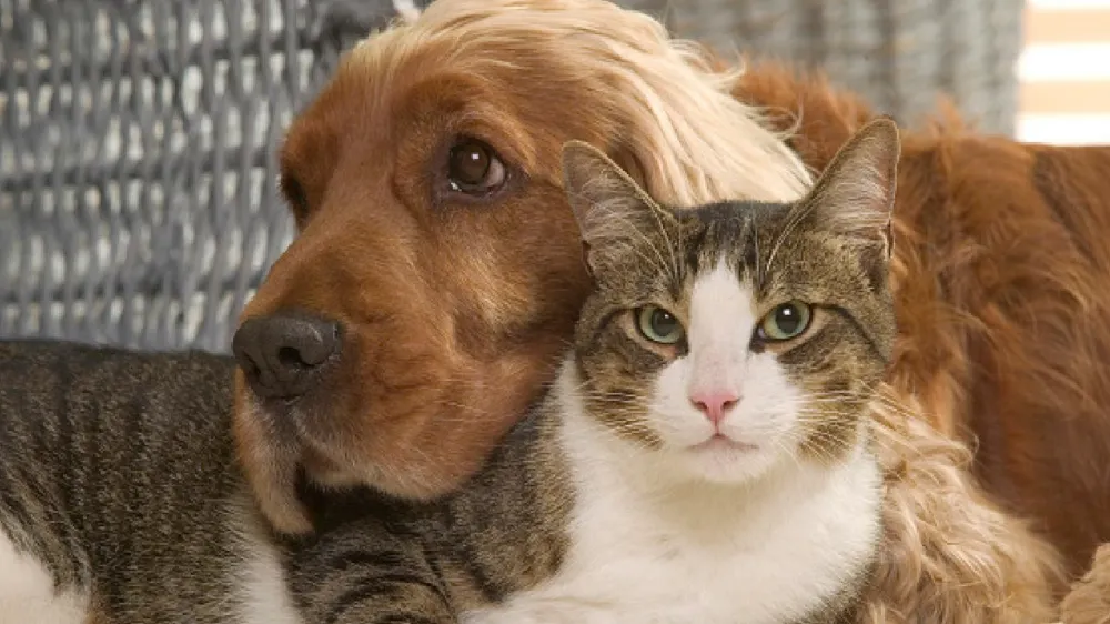 Kedi ya da köpek tüyü ölüme yol açar mı ?