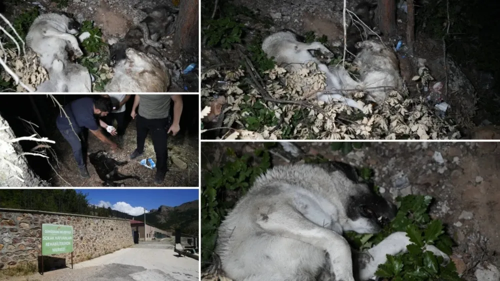 Gümüşhane’d barınak yakınında ölü köpekler bulundu