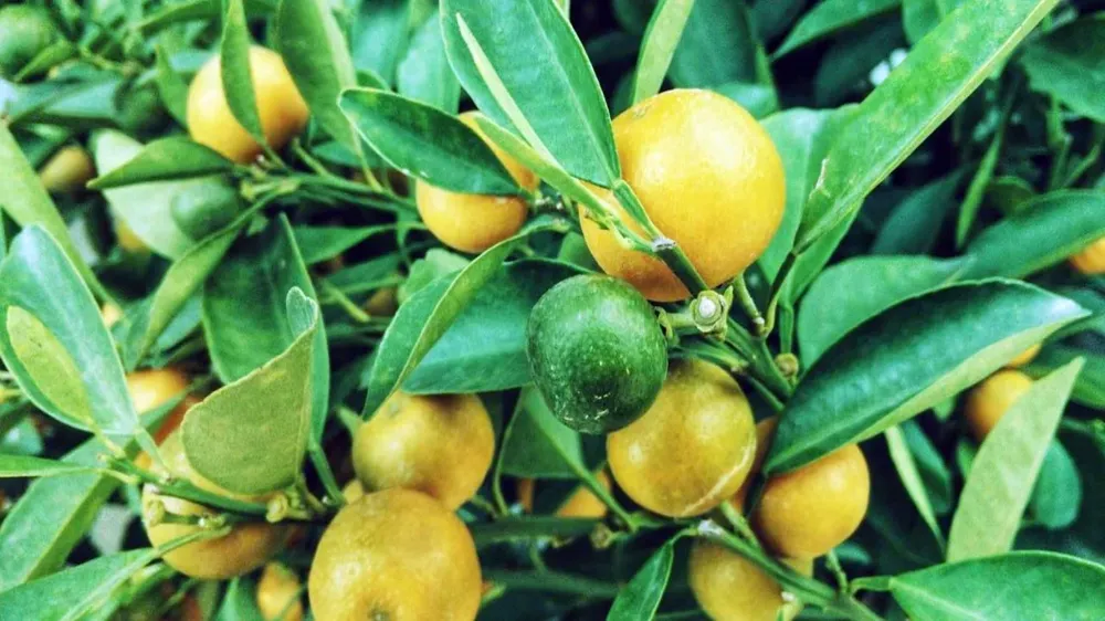 Limon marketlerde 150 lirayı aştı