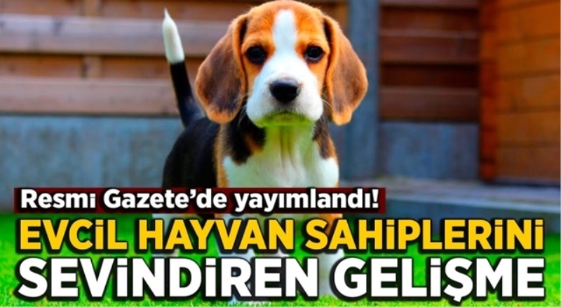 Otobüste kedi-köpek taşımak serbest
