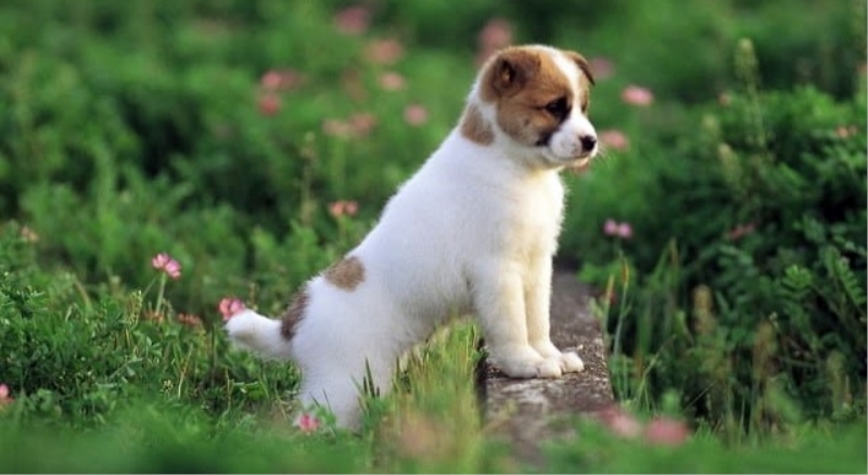 O köpeklere kaymakam sahip çıktı