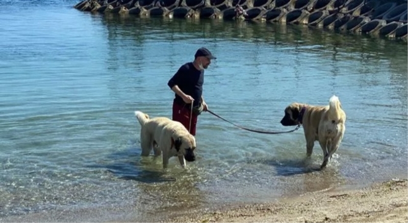 Çoban köpekleri sahil keyfi yaptı