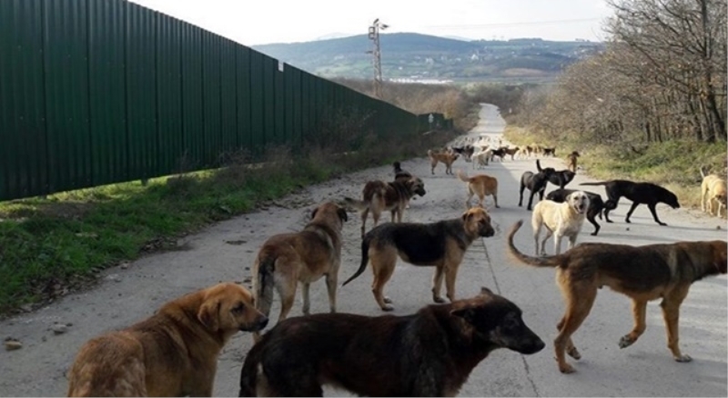 İstanbul neden köpeksizleştirildi?