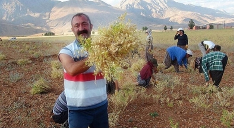 Maçoğlu