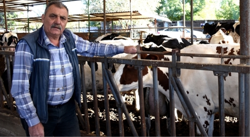 Süt inekleri kesim için sırada