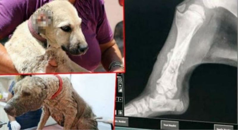 Köpeğin kulaklarını kesip, ayağını kırdılar!