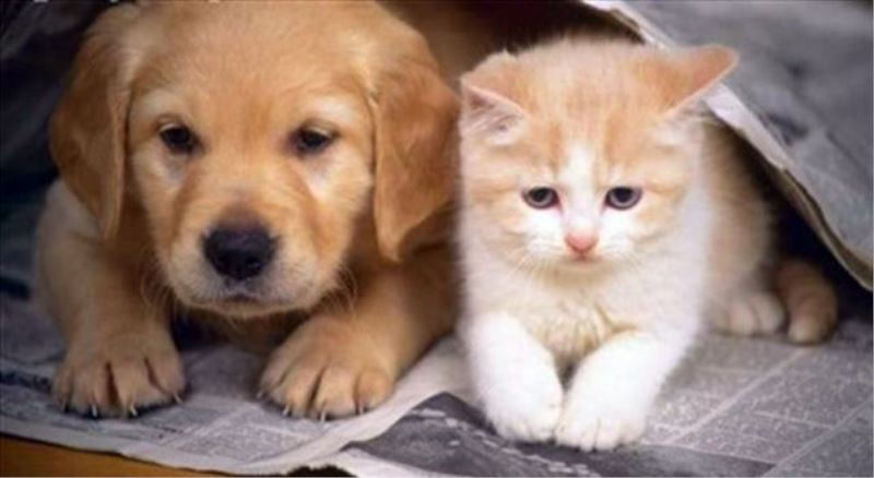 Vatandaşlar, Ankara da kedi ve köpek de sahiplenebilecek
