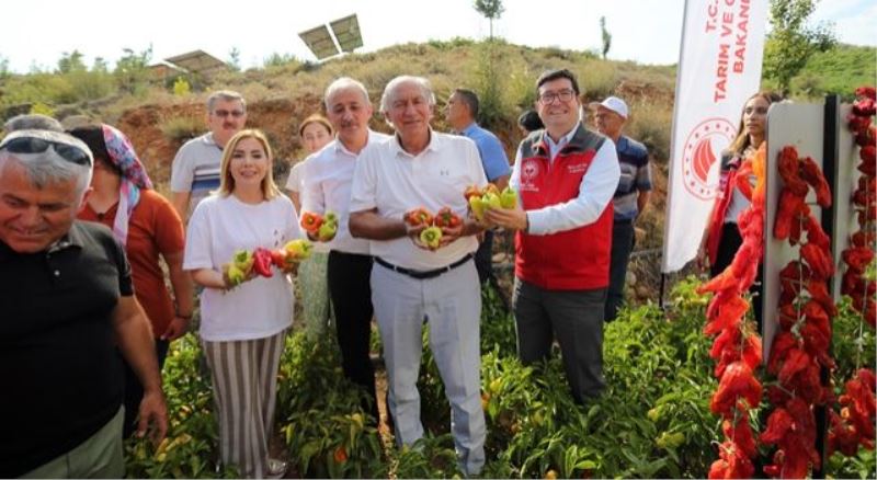 Lavanta bahçelerinde hasat coşkusu