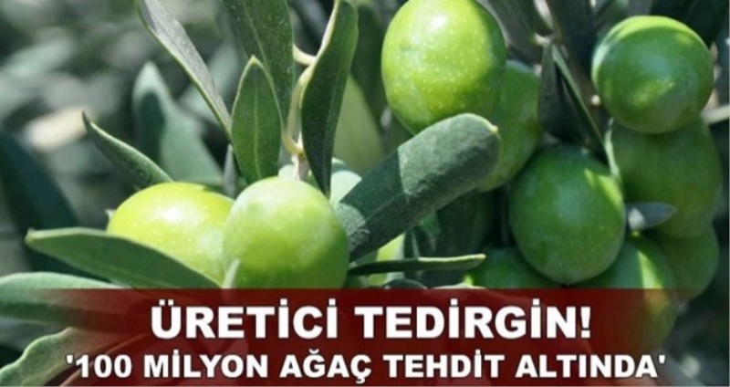 Zeytinlik kanun tasarısı komisyondan geçti