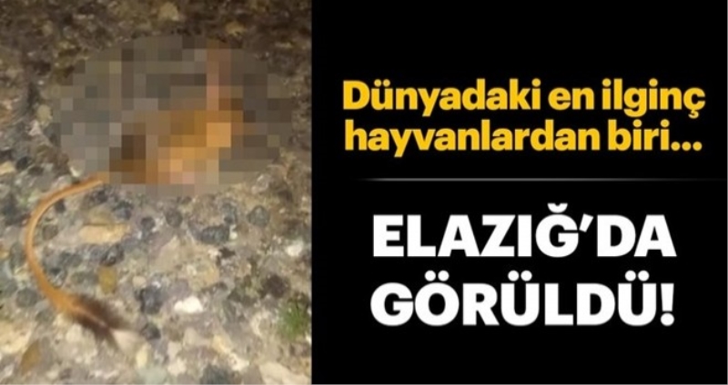 Elazığ